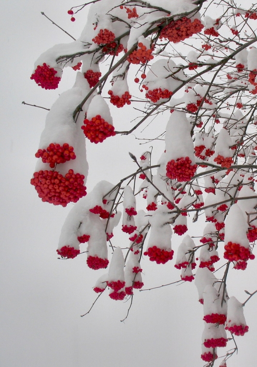 Red berries vs. snow