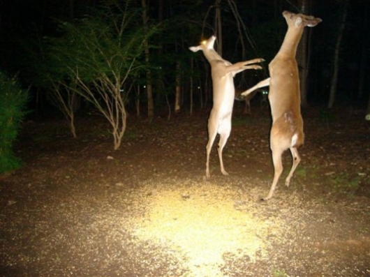 Zombie deers