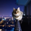 Cat has no fear of heights