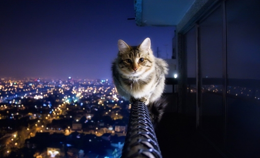 Cat has no fear of heights