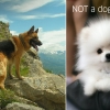 Dog vs. not a dog