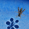 Wasp on water