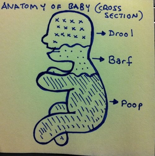 Anatomy of a baby