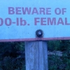 Beware of 600-lbs. females