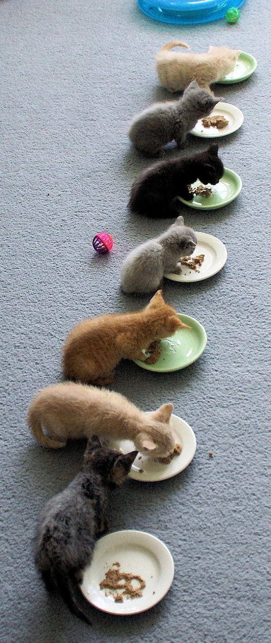 Feeding the kittens