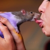 French-kissing a mouse