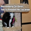 Heisenberg cat