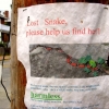 Lost snake
