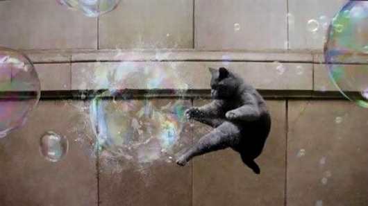 Soap bubble vs ninja cat