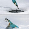 Bird ice fishing