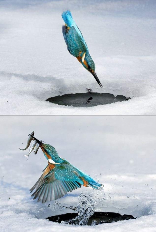 Bird ice fishing