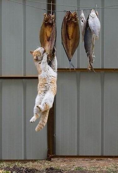 Cat hanging by a fish