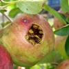 Apple wasp nest