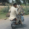Donkey transportation