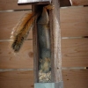 Squirrel feeder