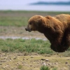 Hover bear