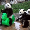 Panda playground