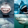 Sharks with human teeth