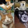Smiling pets