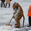 Snow shoveling tiger