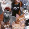 Cat eyes icons desktop