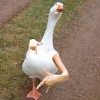 Cool goose